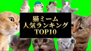 【猫ミーム】人気ランキングTOP10#猫マニ #meme