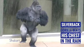 Huge Silverback Gorilla Beats His Chest With His Daughter In The Rain | The Shabani Group