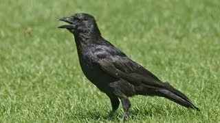 BTO Bird ID - Corvids - Crow, Rook, Raven