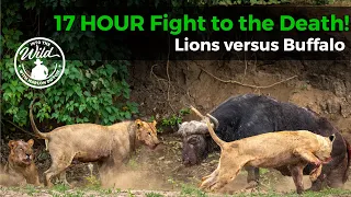 17 Hour Fight to the Death - Buffalo versus Lions