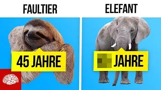 Wie lange leben diese Tiere?