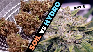 Soil vs Hydro Part 6 Day 71-88 Trichome Factory - Chop Time Again - RDWC