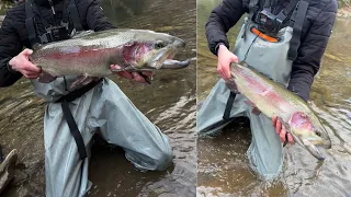 PA Trout Opening Day 2024  (Wissahickon Creek) GIANT TROUT!!