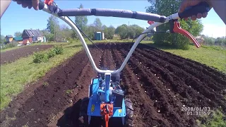 Planting potatoes for the tillers