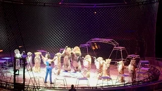 Ringling Brothers Circus | Lion And Tiger Full Show | July 2016