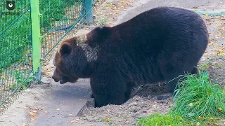 Трагикомедия "Заземление" 🐻⚡/Bear Mansur