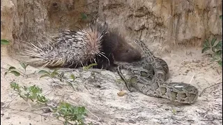 Python vs porcupine