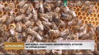 Мор бджіл: пасічники звинувачують аграріїв! Чи справедливо? | Агро-Експрес