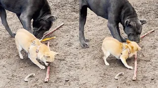 Tiny Chihuahua Tries To Act Like A Big Dog