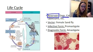 Leishmania