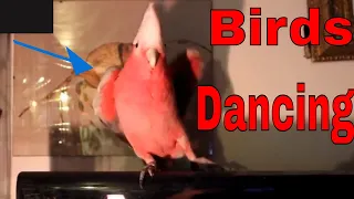 Birds Dancing To Music 2  🦅🐦🐥