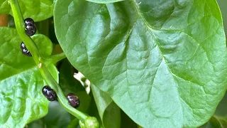Басела / Малабарски спанак в градината на бай Тошо | Септември 2023