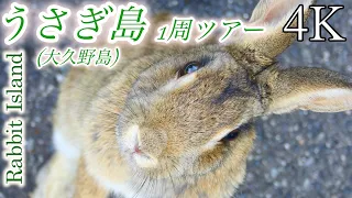 【4K】うさぎ島(大久野島) 1周餌やりツアー / 広島県竹原市大久野島 / Rabbit Island Hiroshima Japan