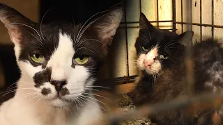 Cats rescued from condemned residence