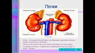 Почки - один из самых важных органов.