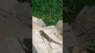 Хто у нас живе в саду? Ящірка... #lizard #тварини #ящірки #дикаприрода