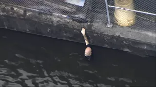 Fla Carjacking Suspect Shot After Jump in River