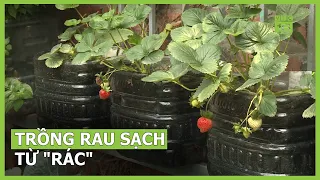 Trồng rau sạch từ "rác" | VTC16