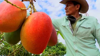 Манго | Король тропических фруктов