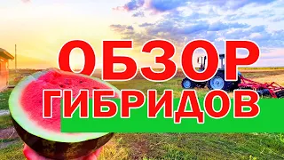 Обзор новинок 🍉 31 07 21