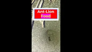 🕷Ant-lion Caught an Ant to Eat