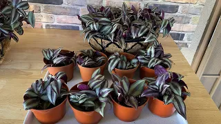 How to propagate and repot Tradescantia  ( Zebrina or Wandering Jew ) with care tips