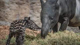 Así Son Estos 15 Animales Recién Nacidos