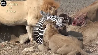 Young Lion Take Down Zebra and Eat Alive - Animal Fighting | ATP Earth