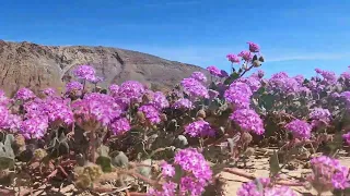 Anza Borrago Flowers  03/09/2023