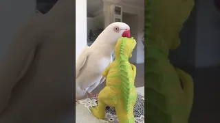 Super Cute And Funny Parrots #2