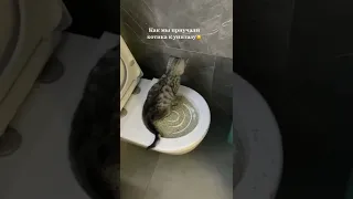 как сэкономить на кошачьем туалете