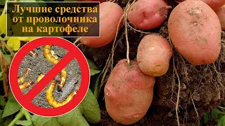 Как избавиться от проволочника на картофельном участке