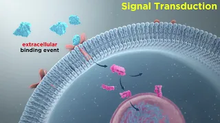 Signal Transduction in Immune Cells: Receptor-Ligand Interactions