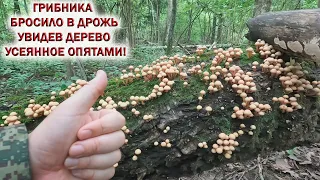 💥ГРИБНИКА БРОСИЛО в ДРОЖЬ увидев ДЕРЕВО УСЕЯННОЕ ОПЯТАМИ👉ЛИСИЧКИ ЗАПОЛОНИЛИ ЛЕС. Ждём грибы 2024!