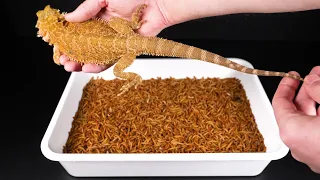 10,000 WORMS AND A LIZARD. THE BEARDED AGAMA WAS SHOCKED