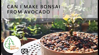 Can I make bonsai from Avocado 🥑🌱 - #PlantHunter