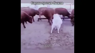 Баран против быков