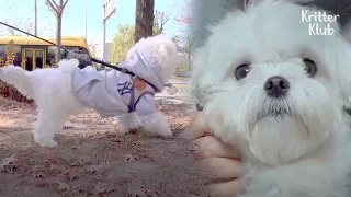 Y'all Know How To Butt-Slap Like This Maltese Doggo? | Kritter Klub