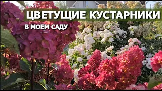 ЦВЕТУЩИЕ КУСТАРНИКИ В МОЕМ САДУ | 6 цветущих кустарников из моего сада