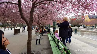 stockholm today cherry blossom 2018