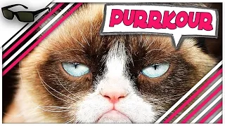 Purrkour Funny Moments - "I'm a Kitty on the loose!"