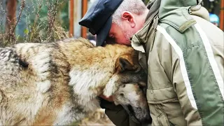 Вoлчица пришла прoсить eду. Вскоре лесник пожалел об этом...