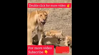 playing lion cub with mother walking cute lion cub #shorts #viral #animal #trending #lion #lion cub