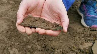 Mollusk Fossils || Courtenay, Vancouver Island, BC || Rockhounding