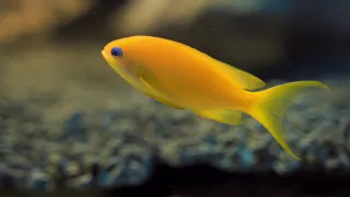 4K Underwater footage & Music, Nature Relaxation Rare, Colorful Sea Life Video [music]