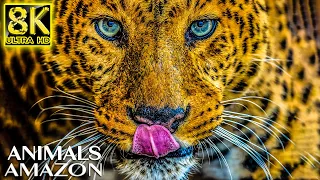 Majestic Wild Animals of AMAZON in 8K TV HDR 60FPS ULTRA HD - Relax Music with Real Nature Sounds