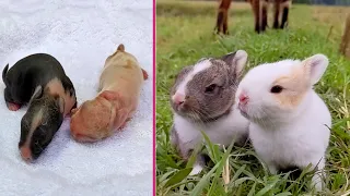 Rabbit Growth - Baby rabbits grow Up