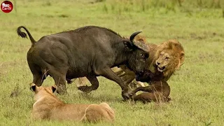 Final Battle of Lion & Mother Buffalo - What Happen Next