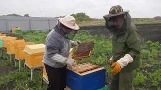 Покупка пчелопакета