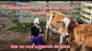 Vlog : Tirando leite no curral do sogro